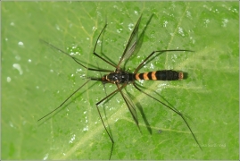 <p>TIPLICE POLNÍ (Nephrotoma crocata) Knížecí)</p>